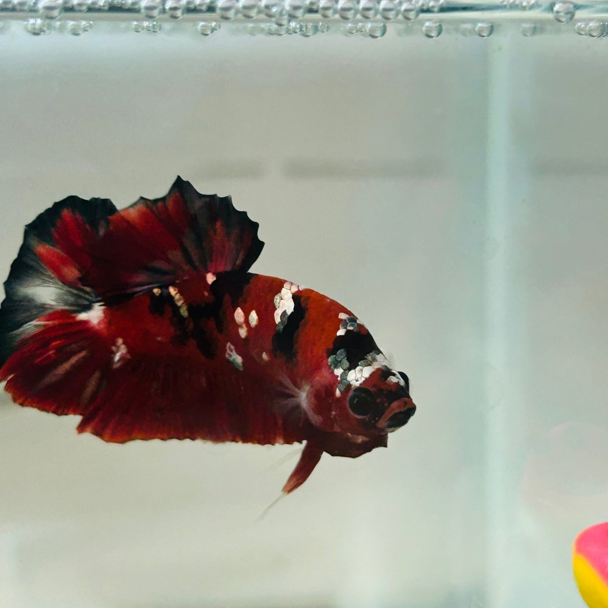 Red Koi Copper Plakat - Male Betta 123