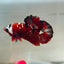 Red Koi Copper Plakat - Male Betta 123