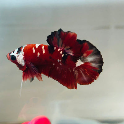 Red Koi Copper Plakat - Male Betta 123