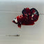 Red Koi Copper Plakat - Male Betta 123