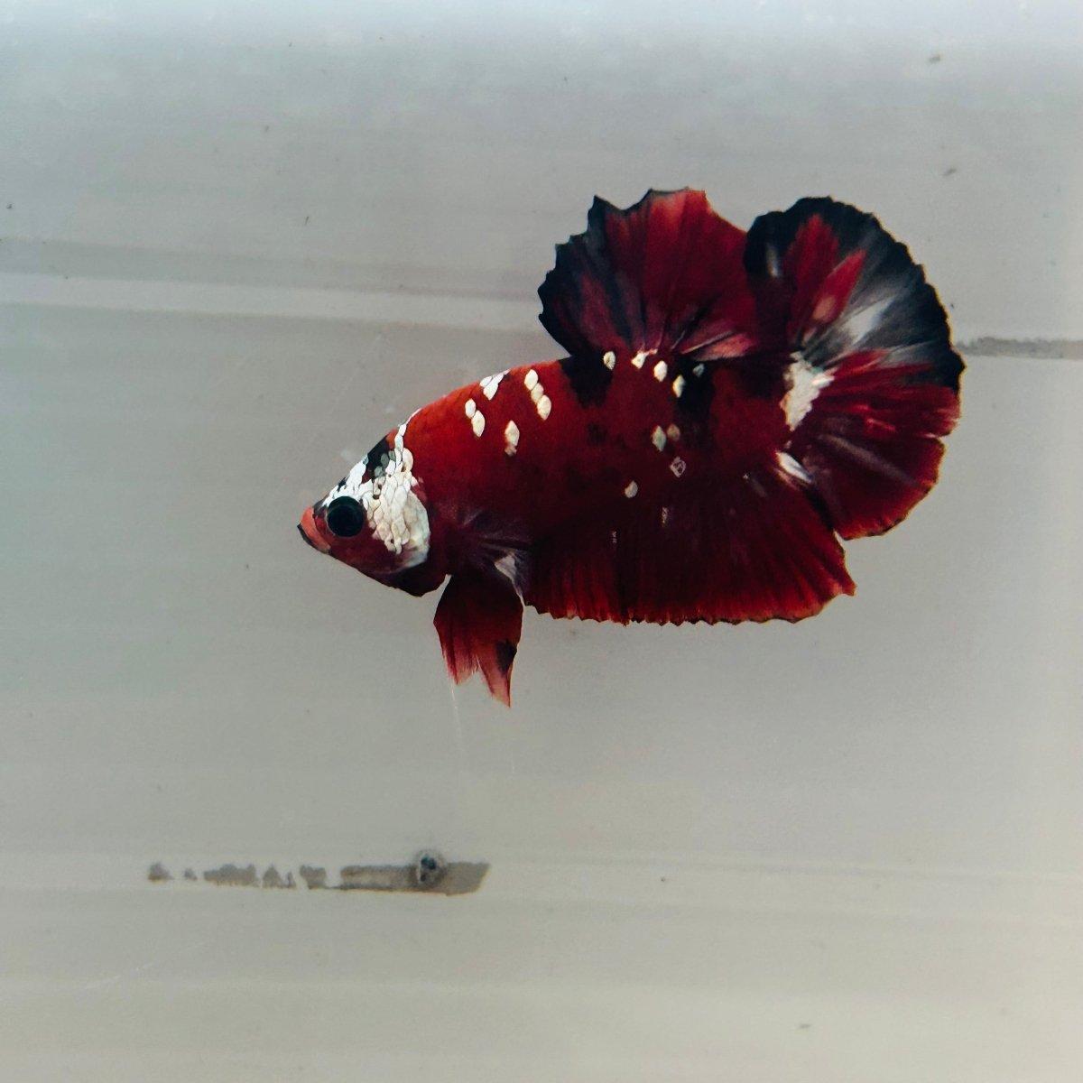Red Koi Copper Plakat - Male Betta 123