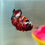 Red Koi Copper Plakat - Male Betta 123