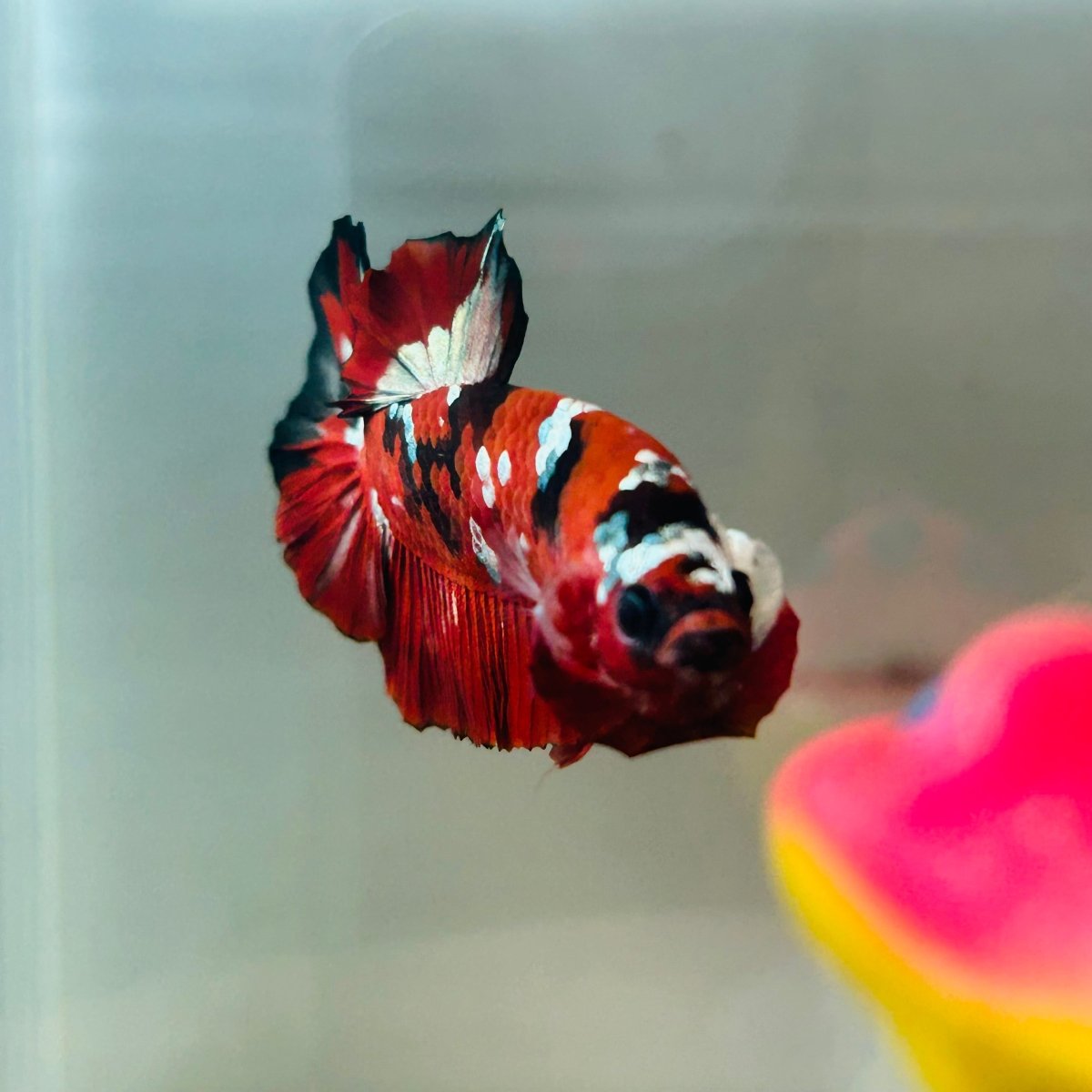 Red Koi Copper Plakat - Male Betta 123