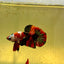 Red Koi Copper Plakat - Male Betta J03