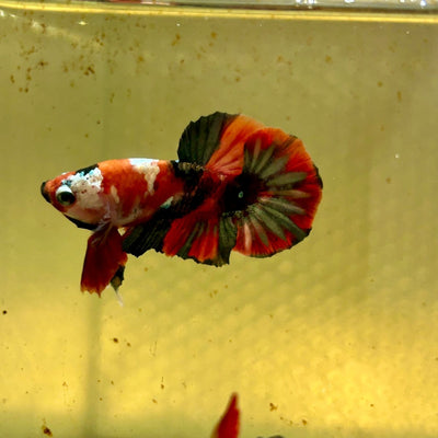 Red Koi Copper Plakat - Male Betta J03