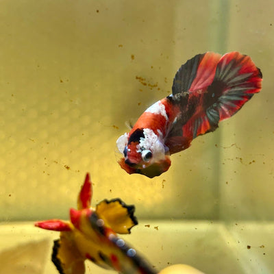 Red Koi Copper Plakat - Male Betta J03