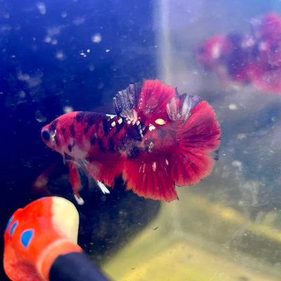 Red Koi Copper Plakat - Male Betta J23