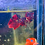 Red Koi Copper Plakat - Male Betta J23
