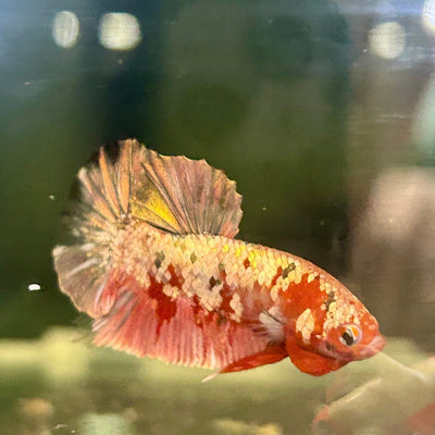 Red Koi Copper Plakat - Male Betta M18