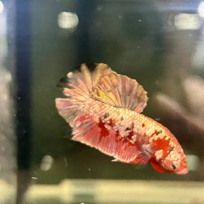 Red Koi Copper Plakat - Male Betta M18