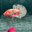 Red Koi Copper Plakat - Male Betta M34