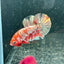 Red Koi Copper Plakat - Male Betta M34