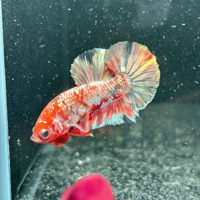 Red Koi Copper Plakat - Male Betta M34