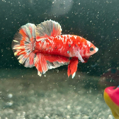 Red Koi Copper Plakat - Male Betta M44
