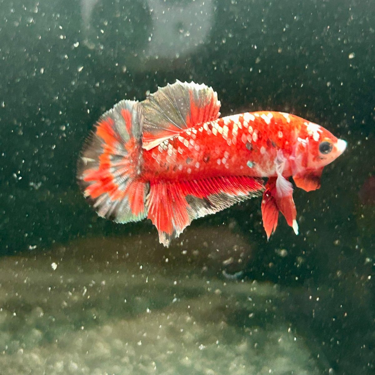 Red Koi Copper Plakat - Male Betta M44