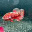 Red Koi Copper Plakat - Male Betta M44