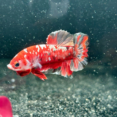 Red Koi Copper Plakat - Male Betta M44