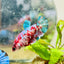 Red Koi Female Betta Plakat 177