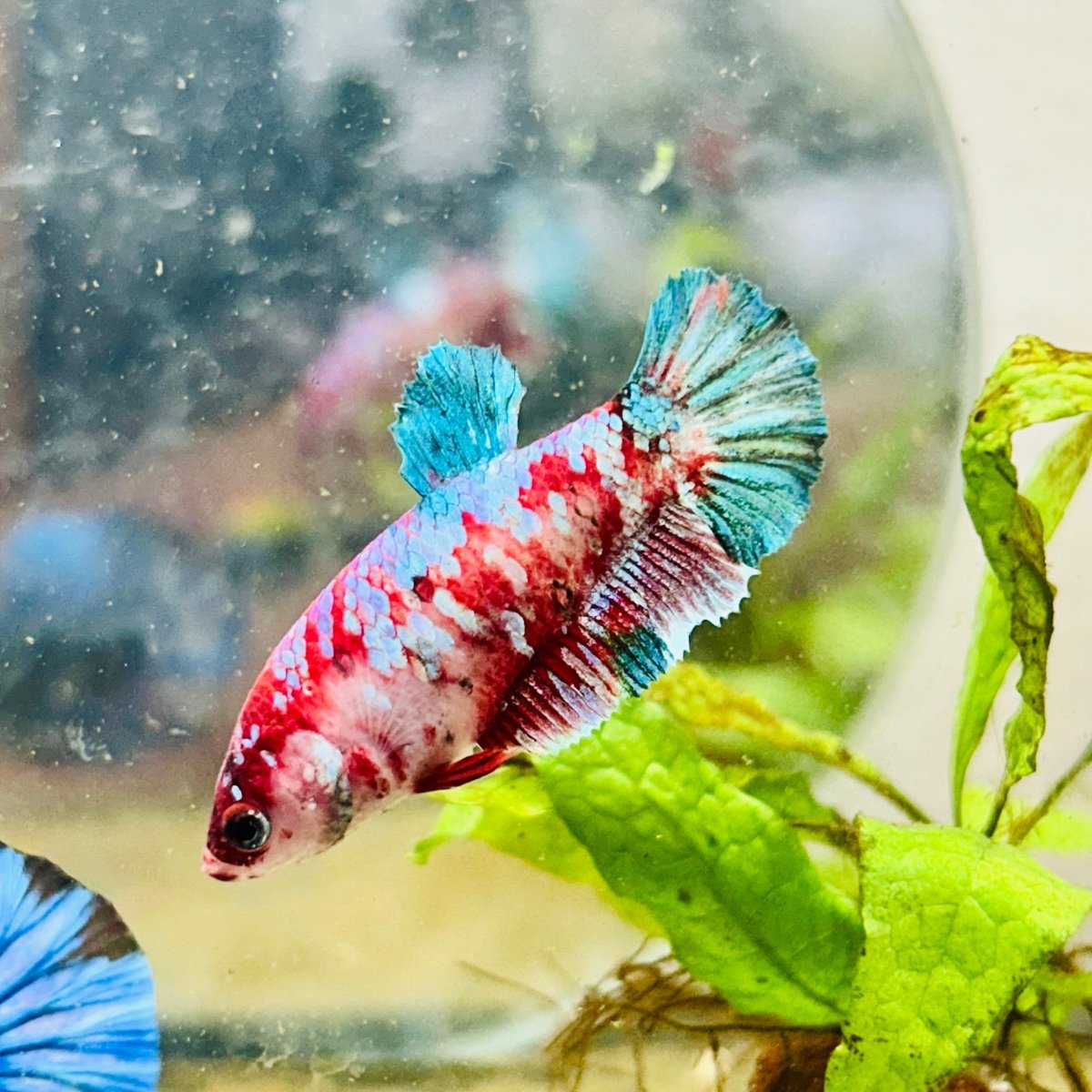 Red Koi Female Betta Plakat #177