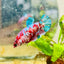 Red Koi Female Betta Plakat 177