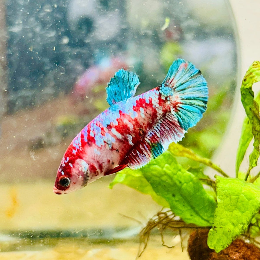 Red Koi Female Betta Plakat 177