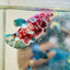 Red Koi Female Betta Plakat 177