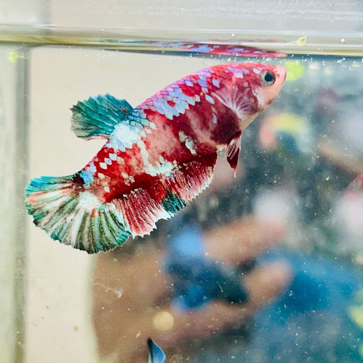 Red Koi Female Betta Plakat #177