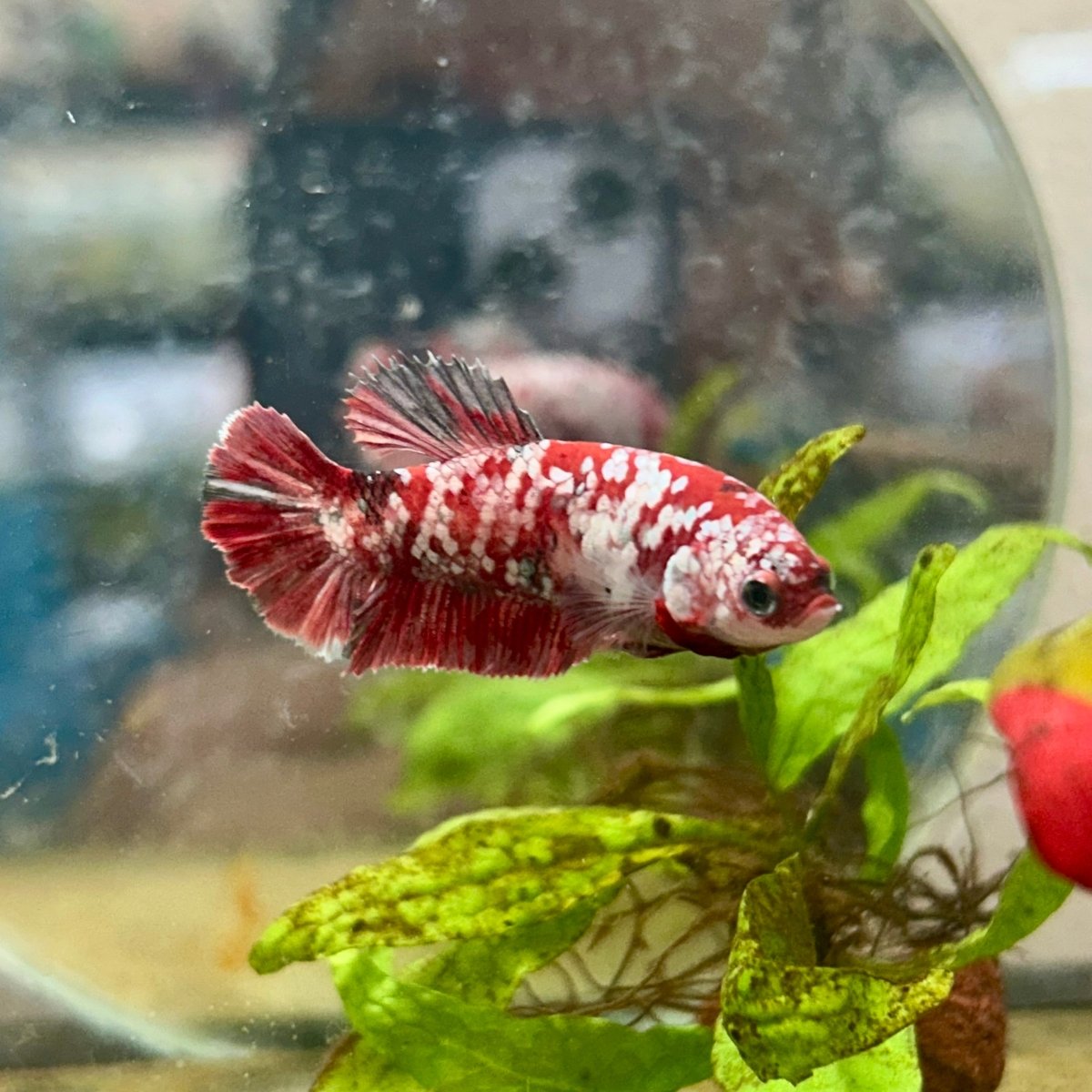 Red Koi Galaxy Female Betta 035
