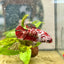 Red Koi Galaxy Female Betta 035