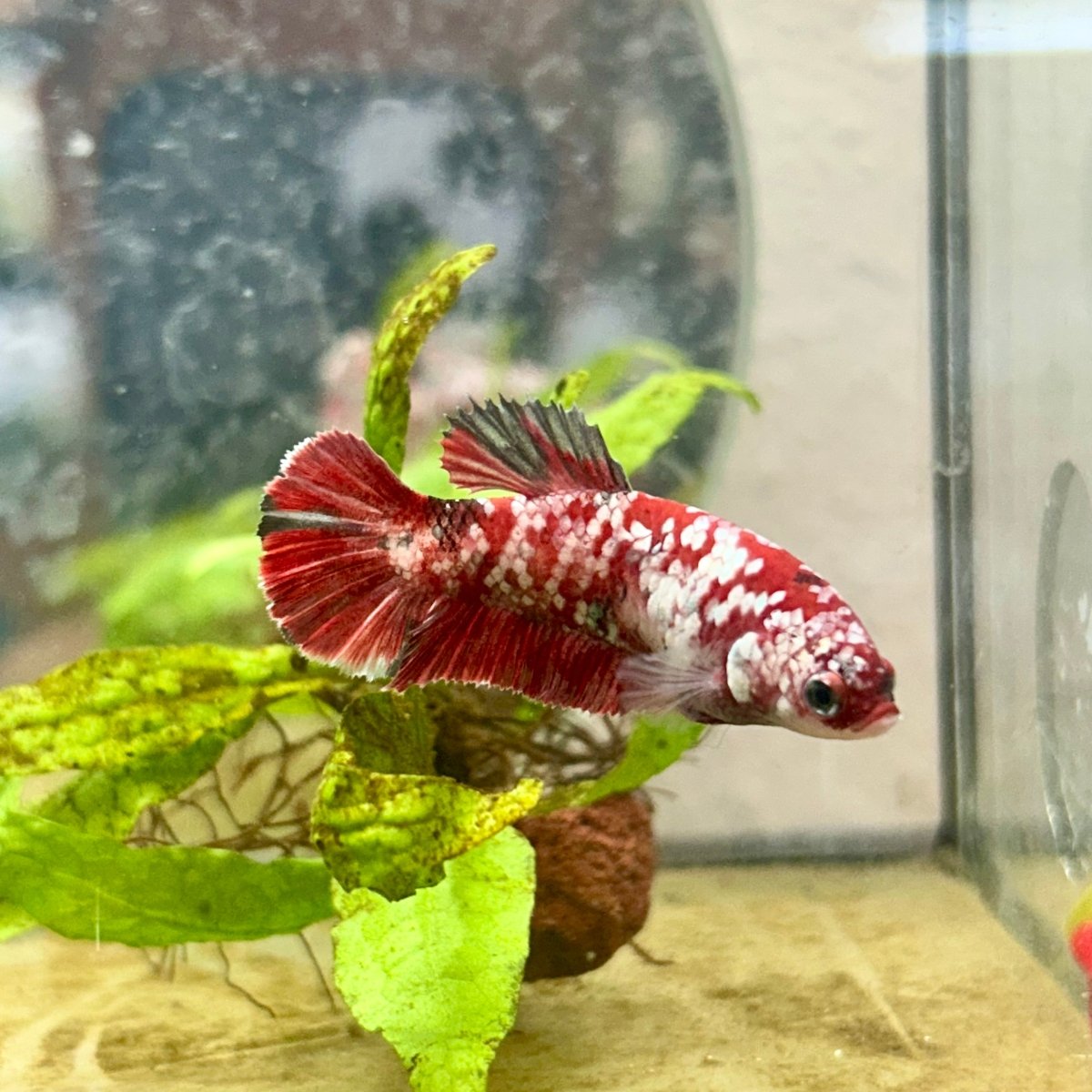 Red Koi Galaxy Female Betta 035