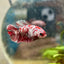 Red Koi Galaxy Female Betta 035