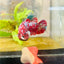 Red Koi Galaxy Female Betta 094 Female betta