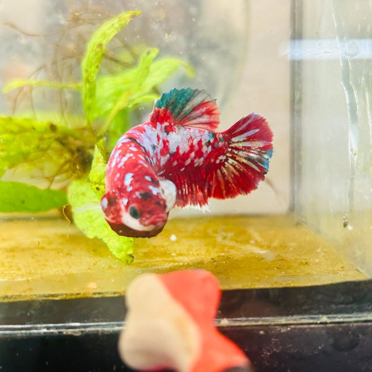 Red Koi Galaxy Female Betta 094 Female betta