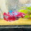 Red Koi Galaxy Female Betta 094 Female betta