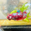 Red Koi Galaxy Female Betta 094 Female betta
