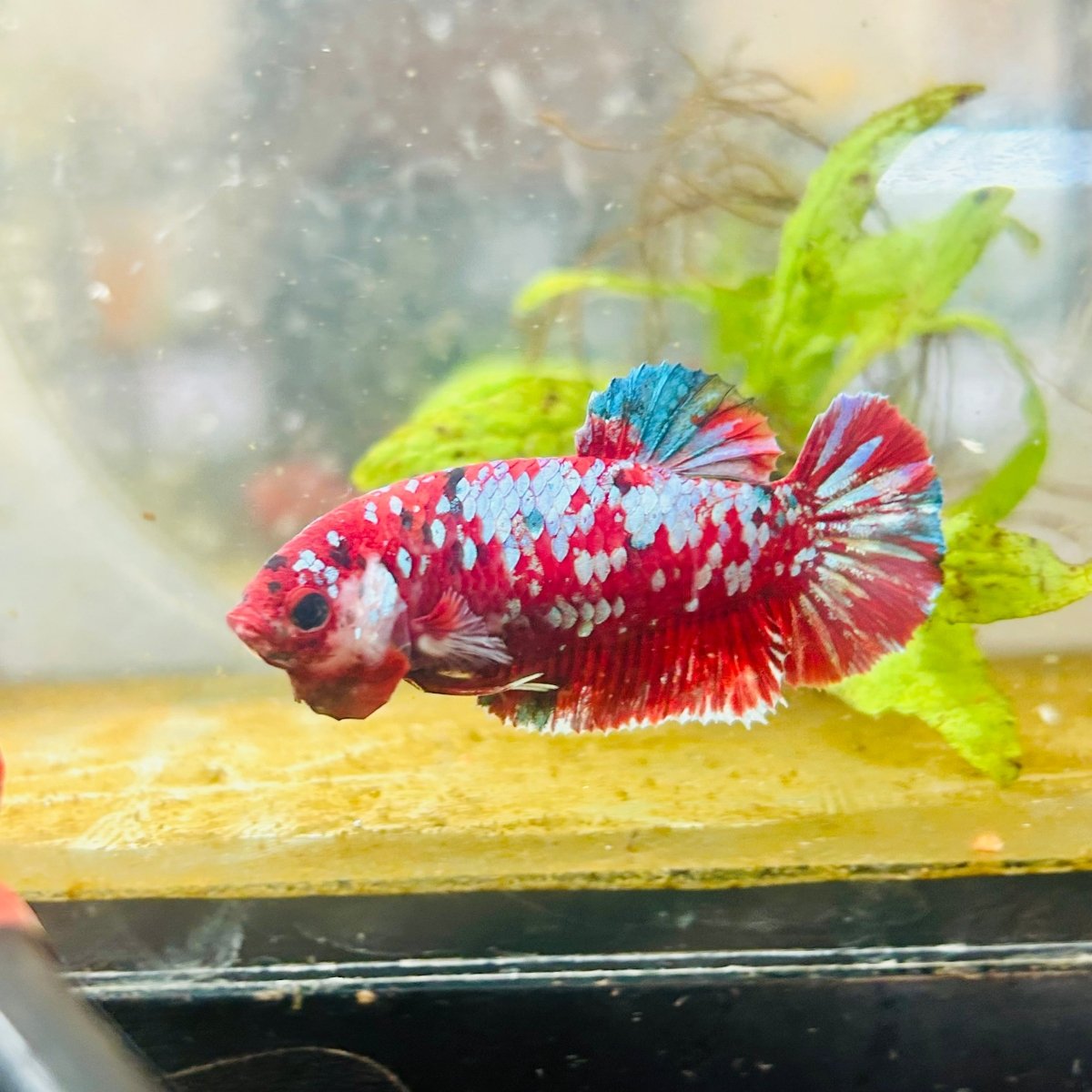 Red Koi Galaxy Female Betta 094 Female betta