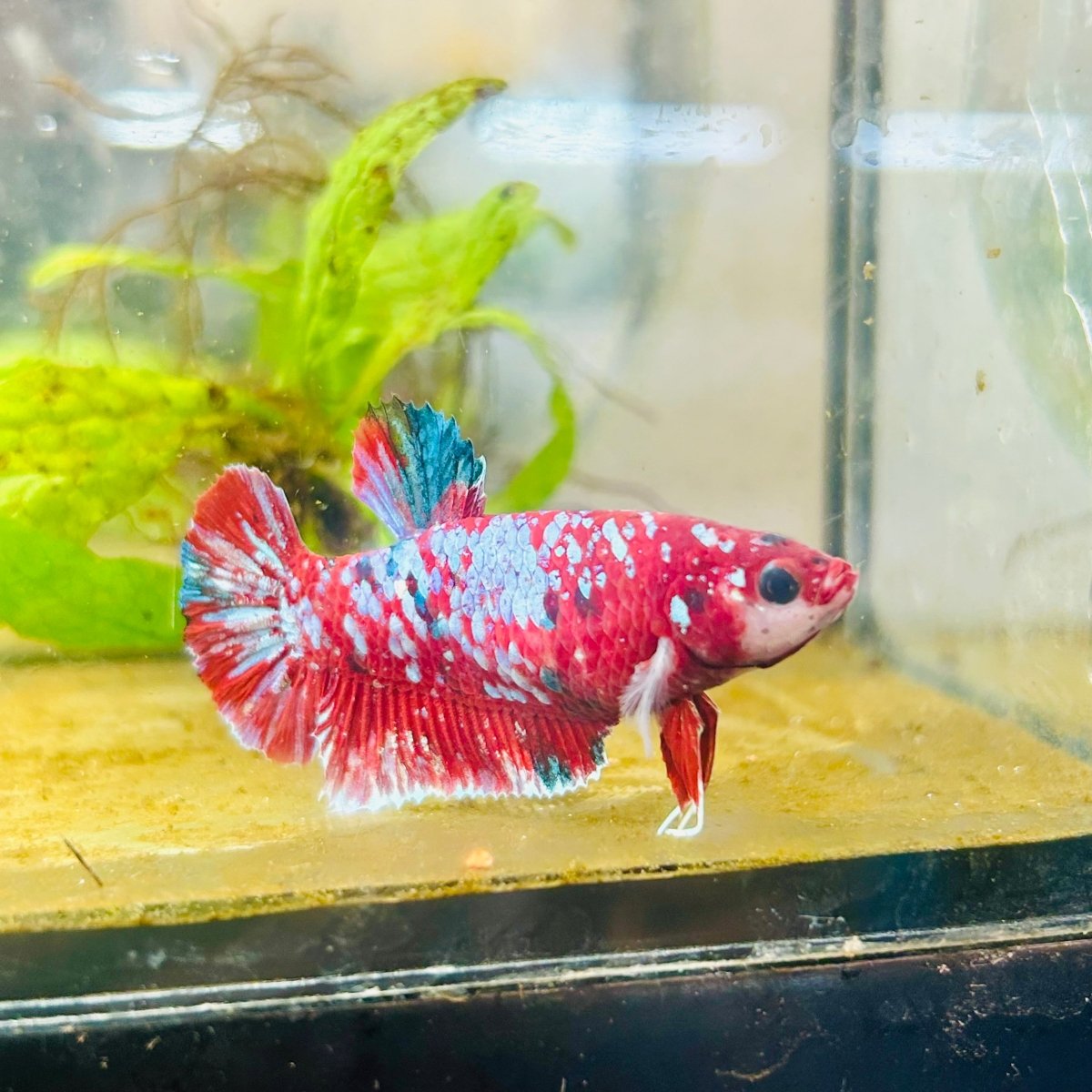 Red Koi Galaxy Female Betta 094 Female betta