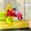 Red Koi Galaxy Female Betta 094 Female betta