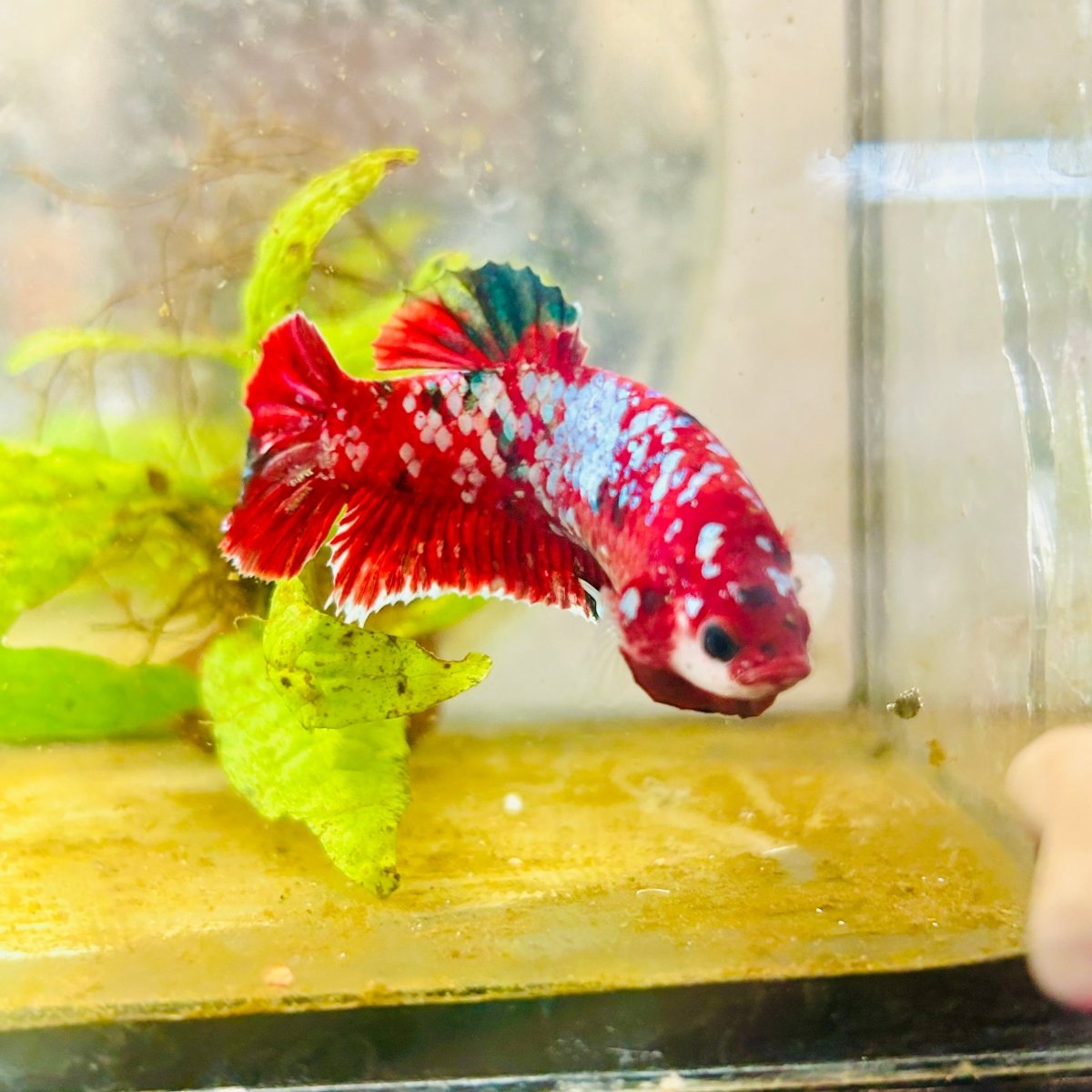Red Koi Galaxy Female Betta 094 Female betta
