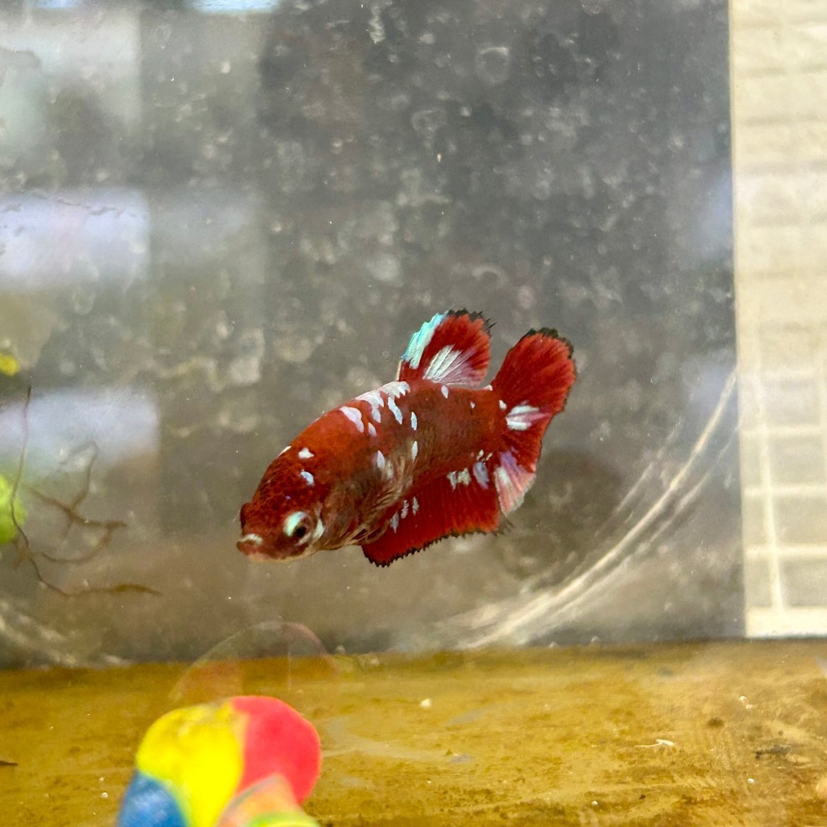 Red Koi Galaxy Female Betta A223 Female betta
