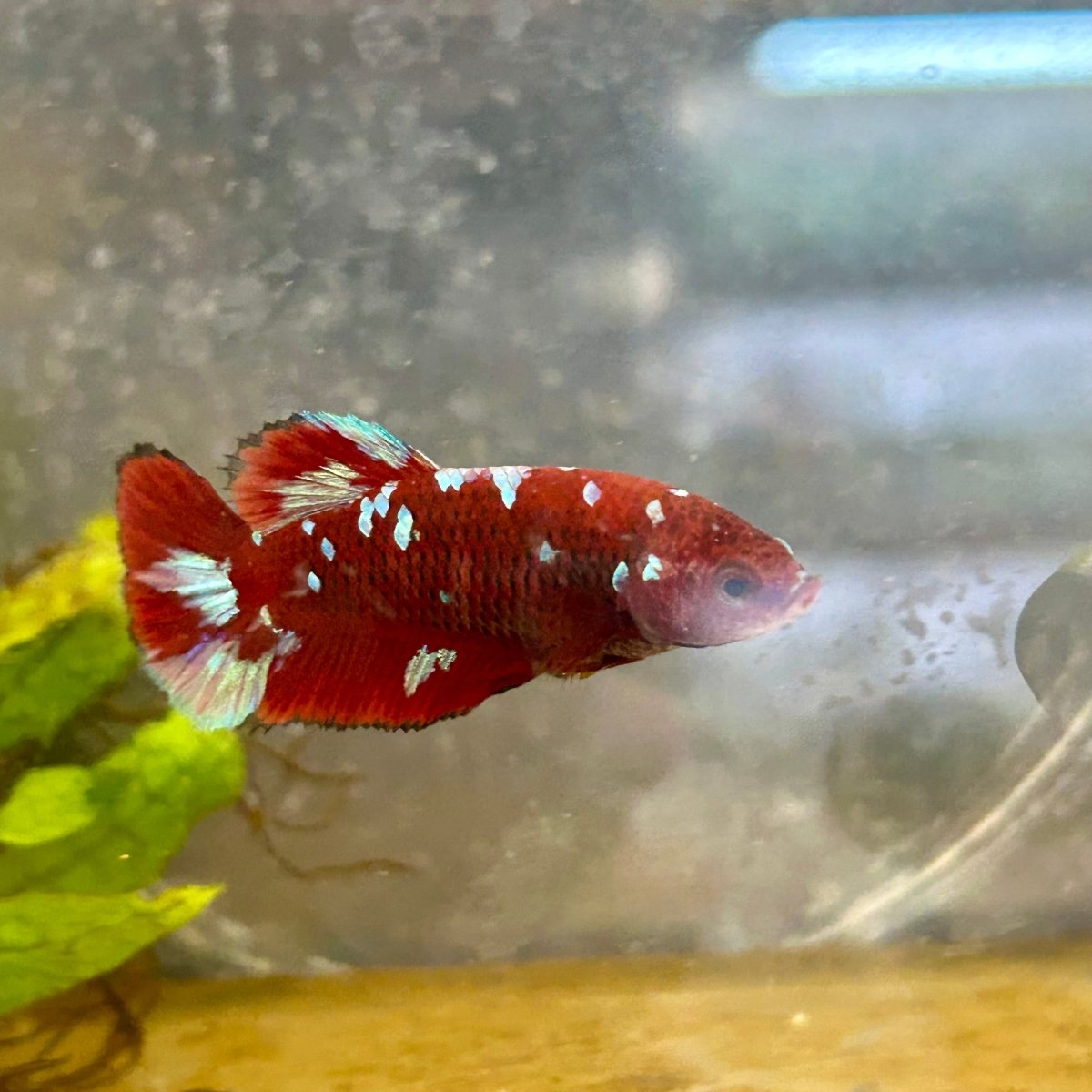 Red Koi Galaxy Female Betta A223 Female betta