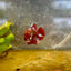 Red Koi Galaxy Female Betta A223 Female betta