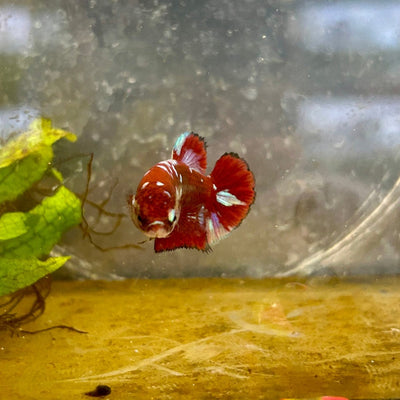 Red Koi Galaxy Female Betta A223 Female betta