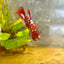 Red Koi Galaxy Female Betta A223 Female betta