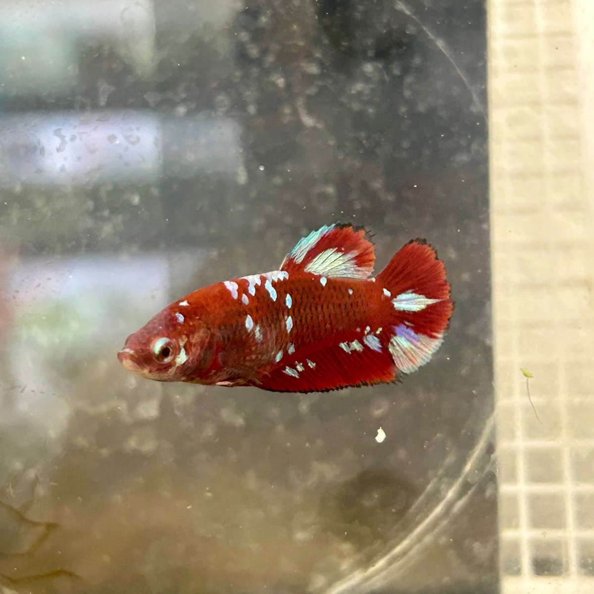 Red Koi Galaxy Female Betta A223 Female betta