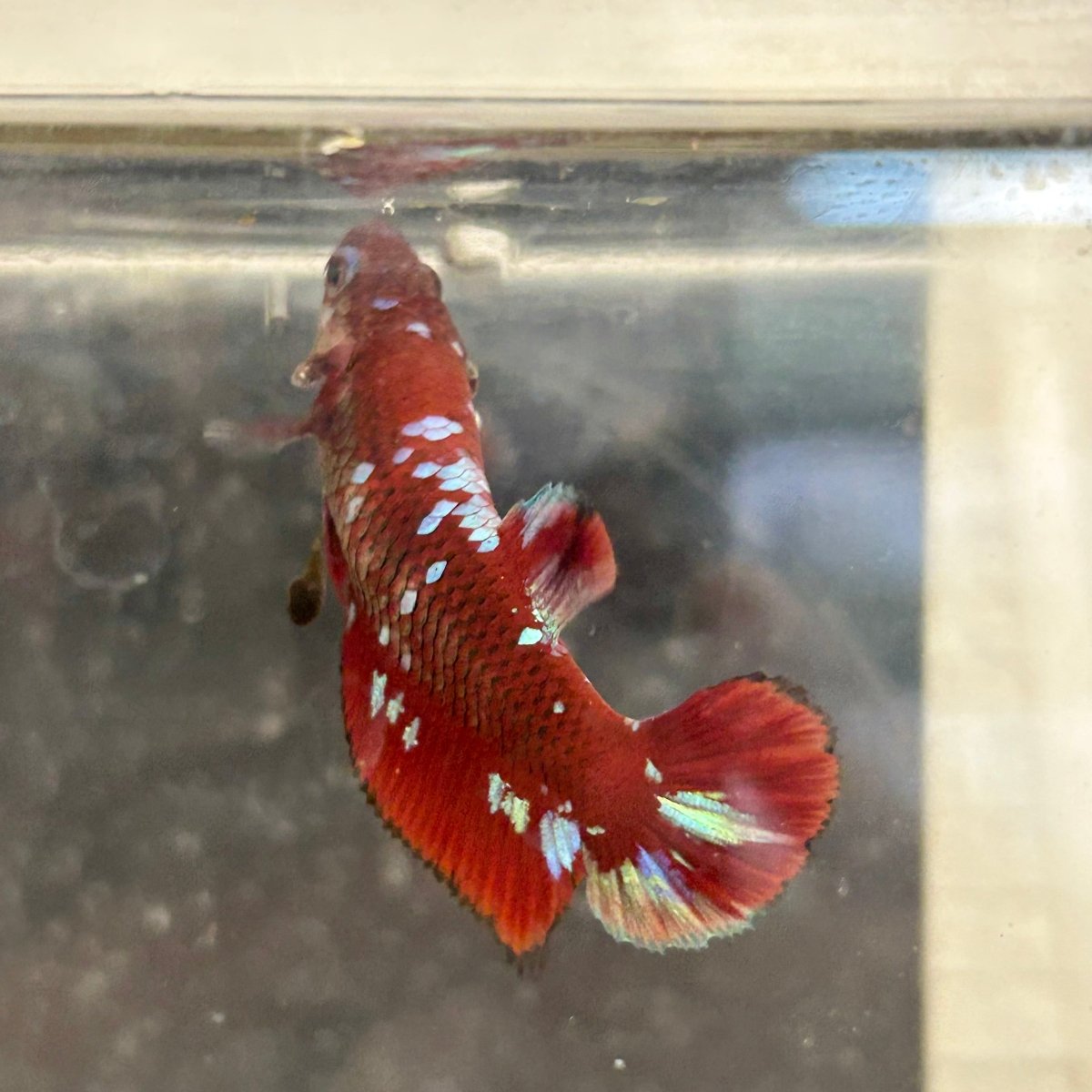 Red Koi Galaxy Female Betta A223 Female betta