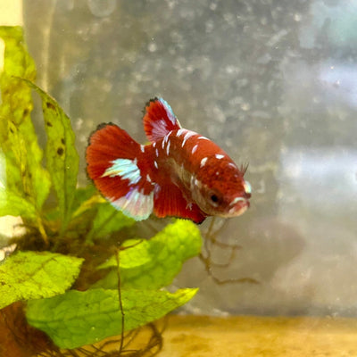 Red Koi Galaxy Female Betta A223 Female betta