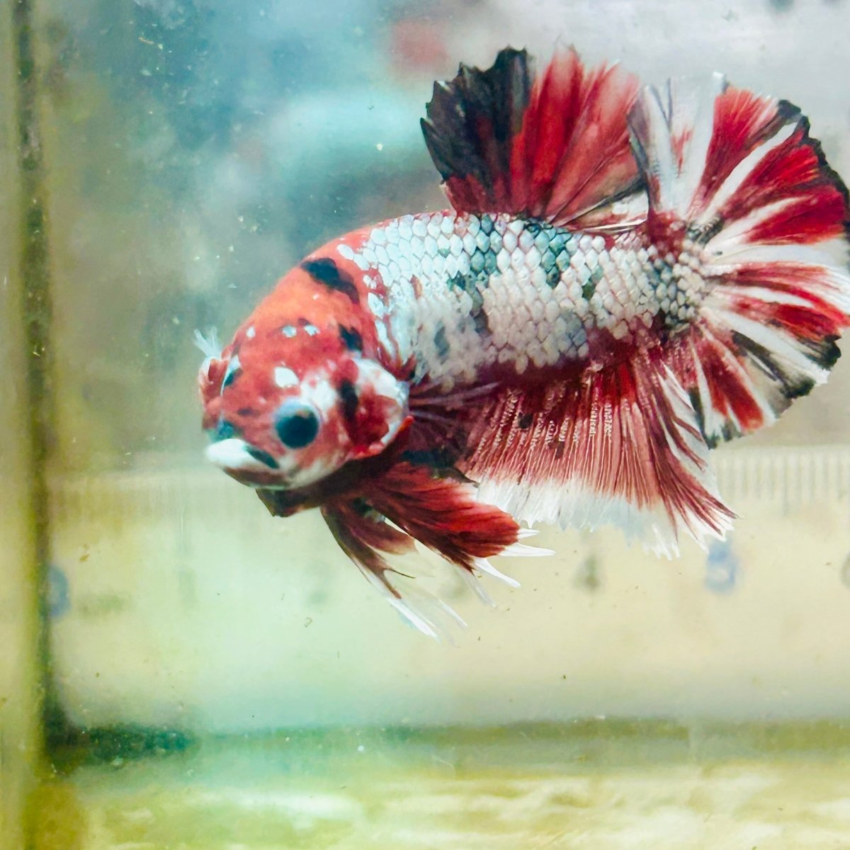 Red Koi Galaxy Plakat - Male Betta #Au86