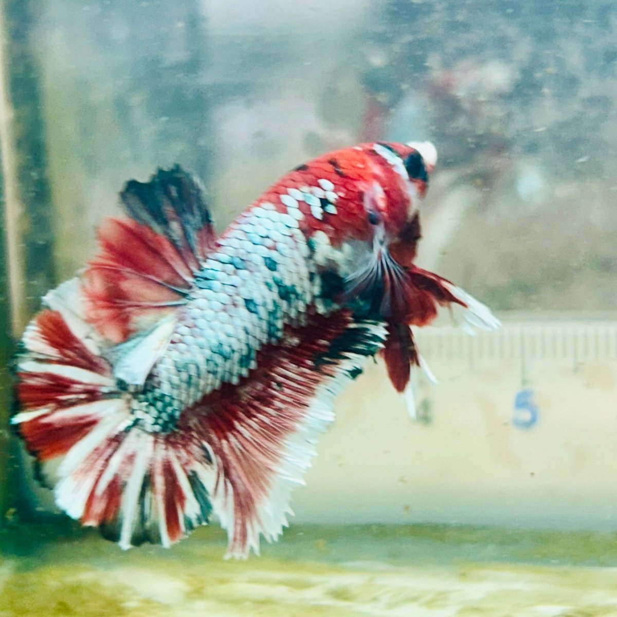 Red Koi Galaxy Plakat - Male Betta #Au86