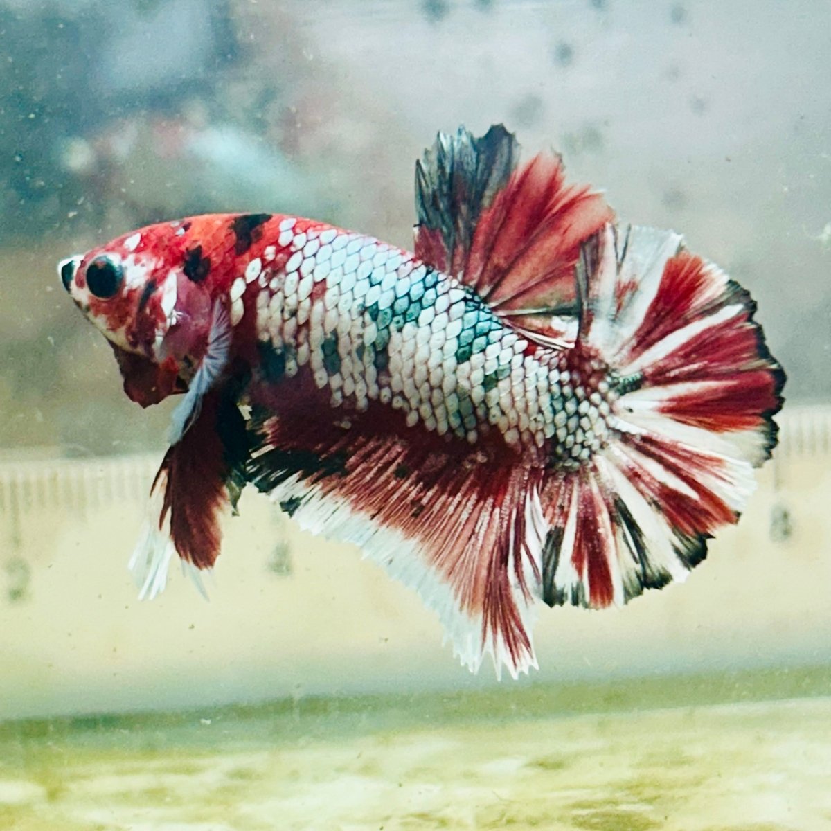Red Koi Galaxy Plakat - Male Betta #Au86